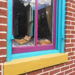 Why Living in the City Is the Dog-Gone Worst